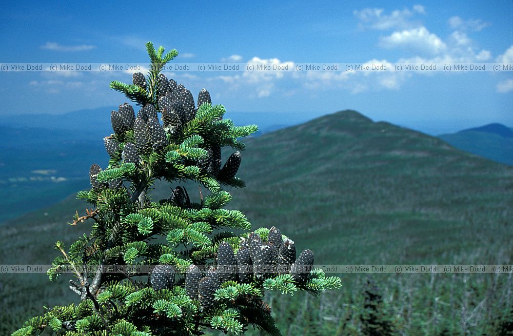 Abies balsamea Balsam fir Whiteface mountain New York state