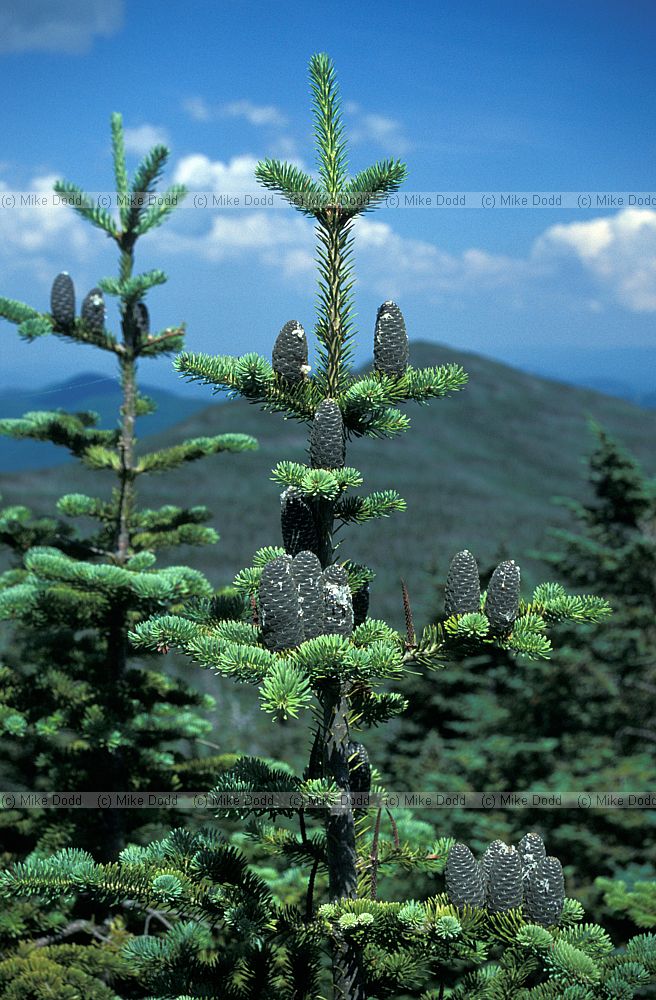 Abies balsamea Balsam fir Whiteface mountain New York state