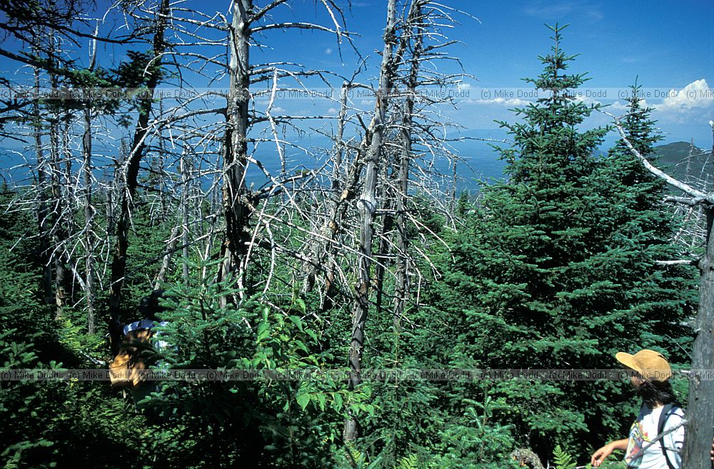 Abies balsamea Balsam fir Whiteface mountain New York state