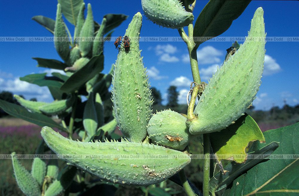 Asclepias sp pods