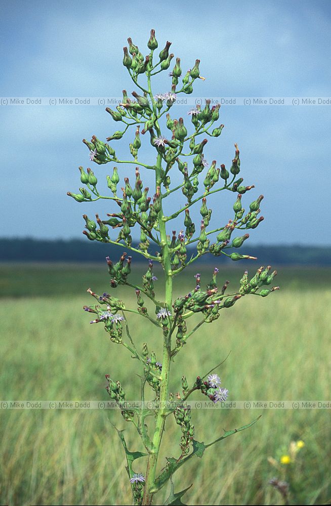 Lactuca biennis at Wells