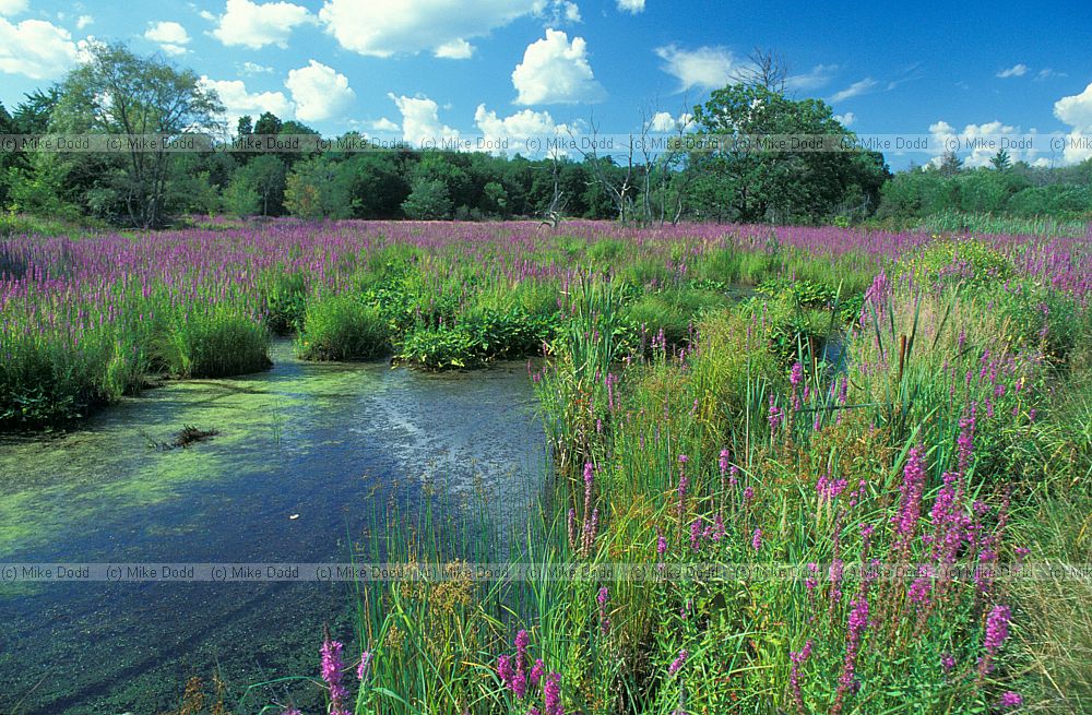 Lythrum salicaria Purple loosestrife