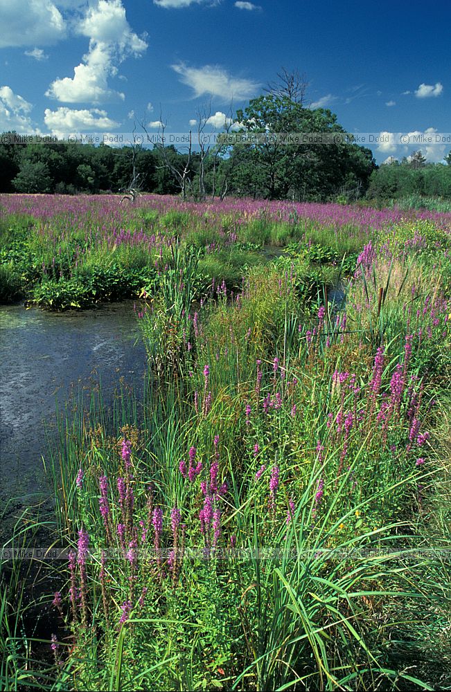 Lythrum salicaria Purple loosestrife