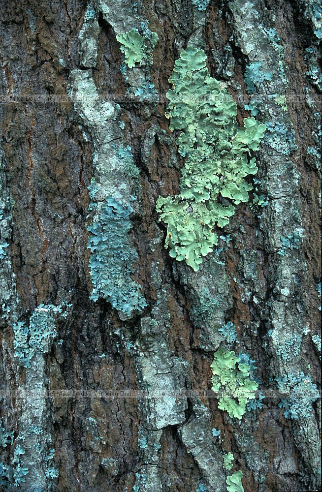 Red oak bark with lichens Ogunquit