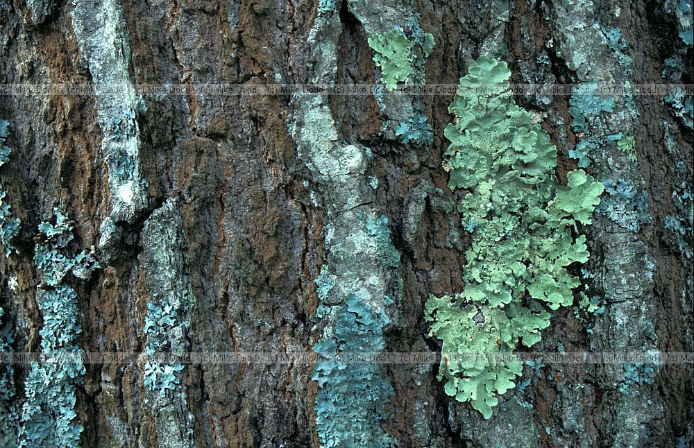Red oak bark with lichens Ogunquit