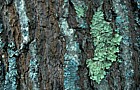 Red oak bark with lichens Ogunquit