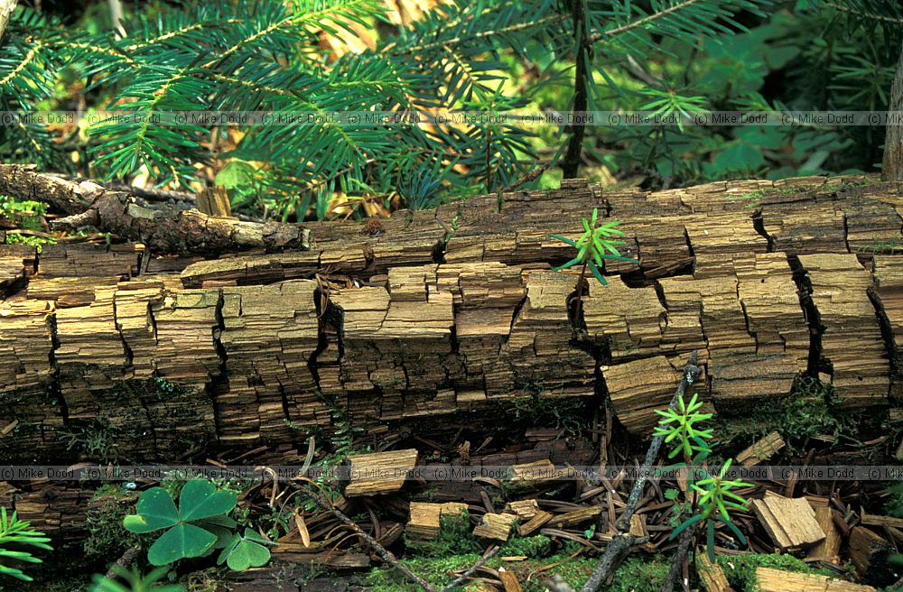 Rotting log with seedlings Whiteface