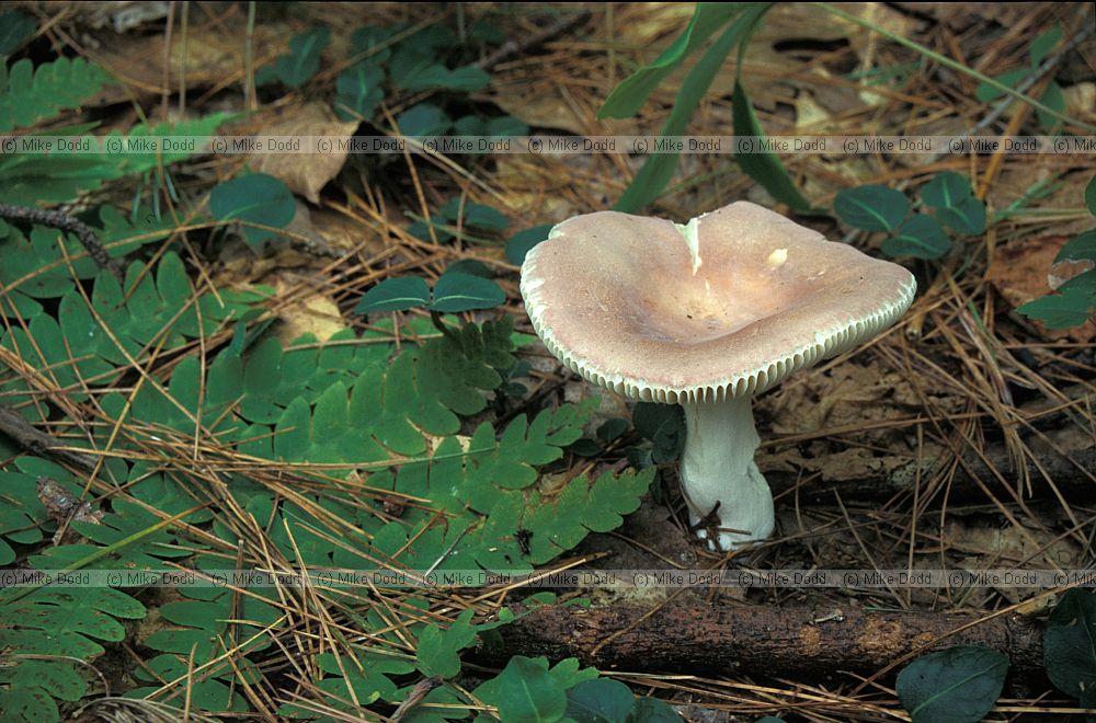 Russula at Rachel Carson reserve