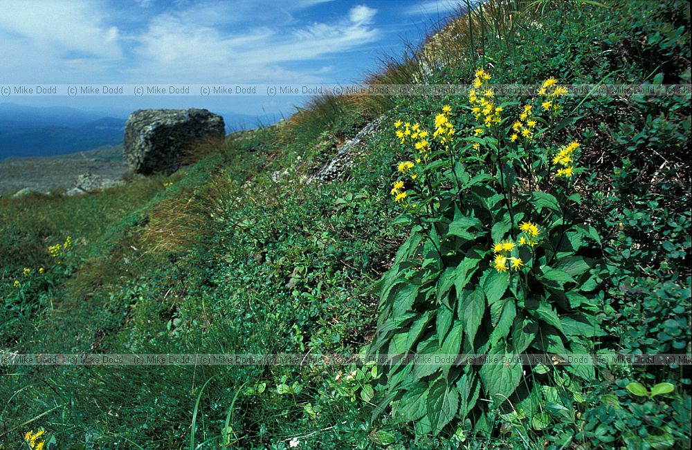 Solidago macrophylla large leaved goldenrod