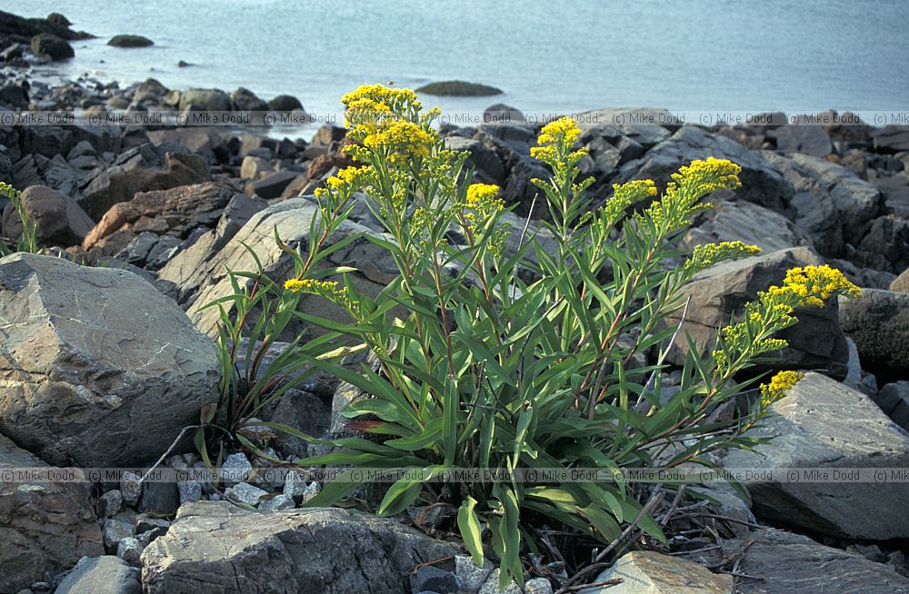 Solidago sempervirens Seaside Goldenrod