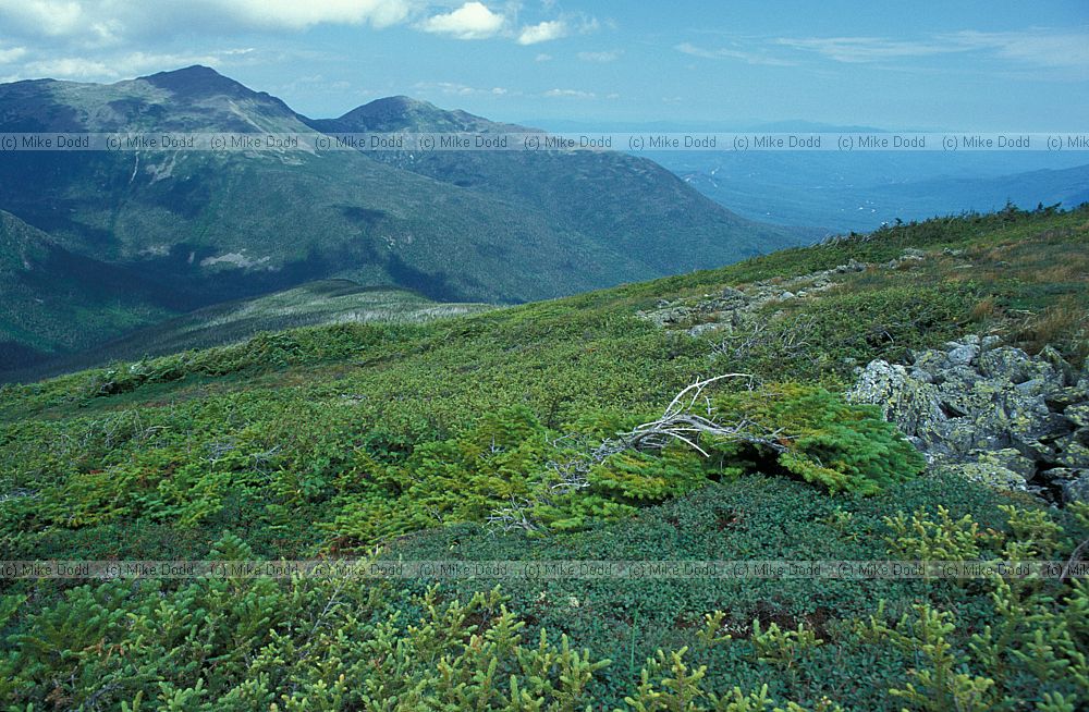 Krumholtz vegetation with Abies and Picea top of Mt Washington