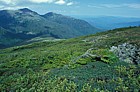 Krumholtz vegetation with Abies and Picea top of Mt Washington