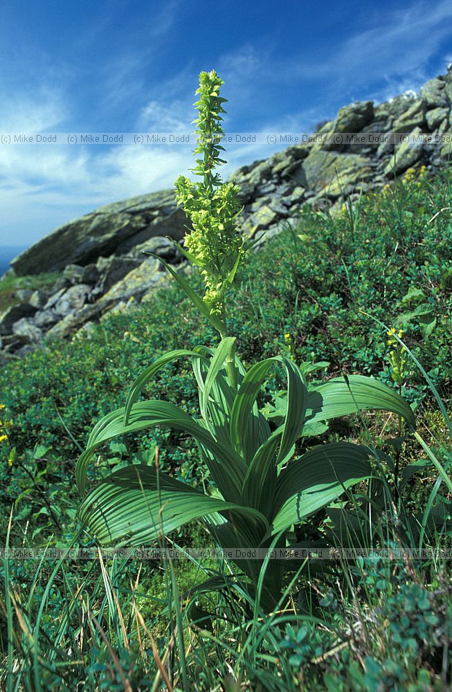 Veratrum viride False Hellebore Indian Poke Mt Washington