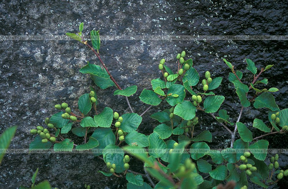 Alnus viridis Whiteface mountain New York state