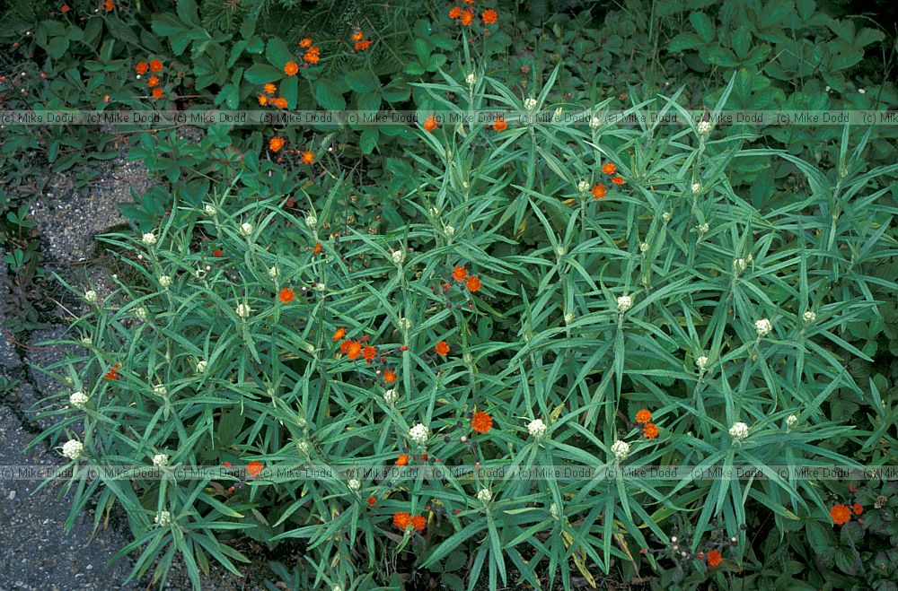 Anaphalis margaritacea Pearly Everlasting Whiteface mountain New York state