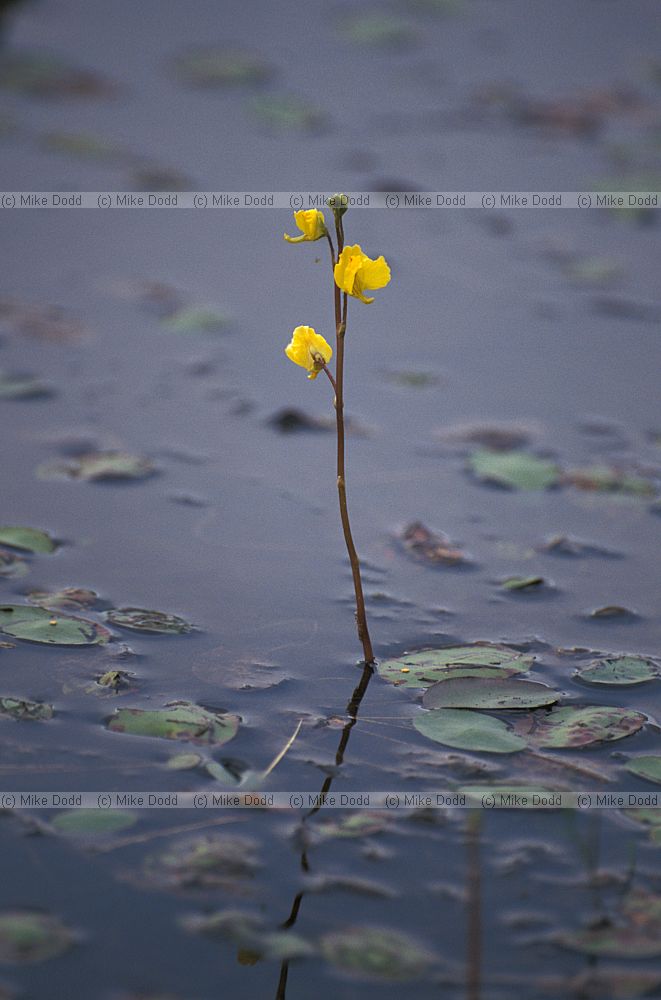 Utricularia Bladderwort Paul Smiths reserve Adirondacks New York state