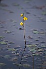 Utricularia Bladderwort Paul Smiths reserve Adirondacks New York state