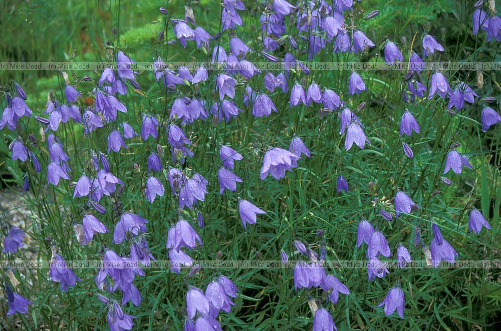 Campanula rotundifolia Harebell Whiteface mountain Adirondacks New York state