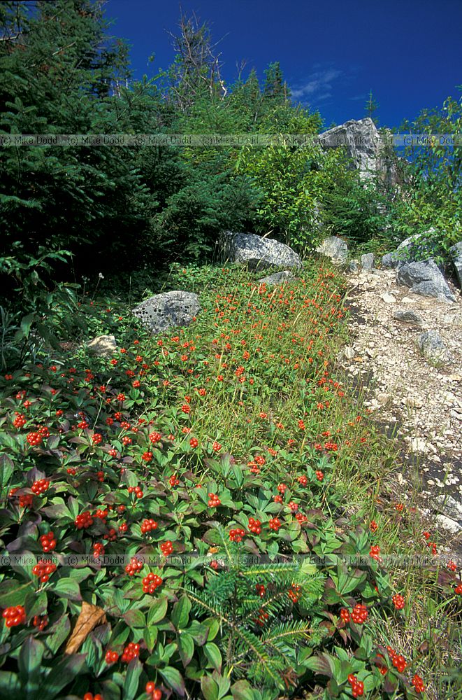 Cornus canadensis Dwarf cornel Bunchberry Whiteface mountain Adirondacks New York state