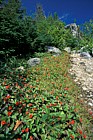 Cornus canadensis Dwarf cornel Bunchberry Whiteface mountain Adirondacks New York state