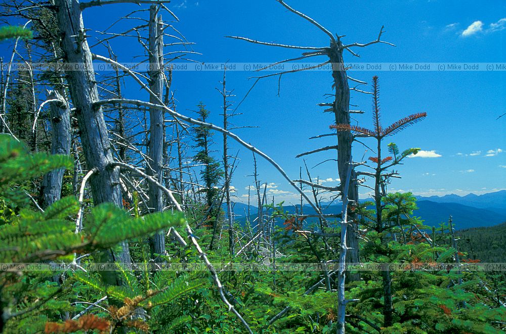 dead zone in fir wave Abies balsamea Balsam fir Whiteface mountain New York state