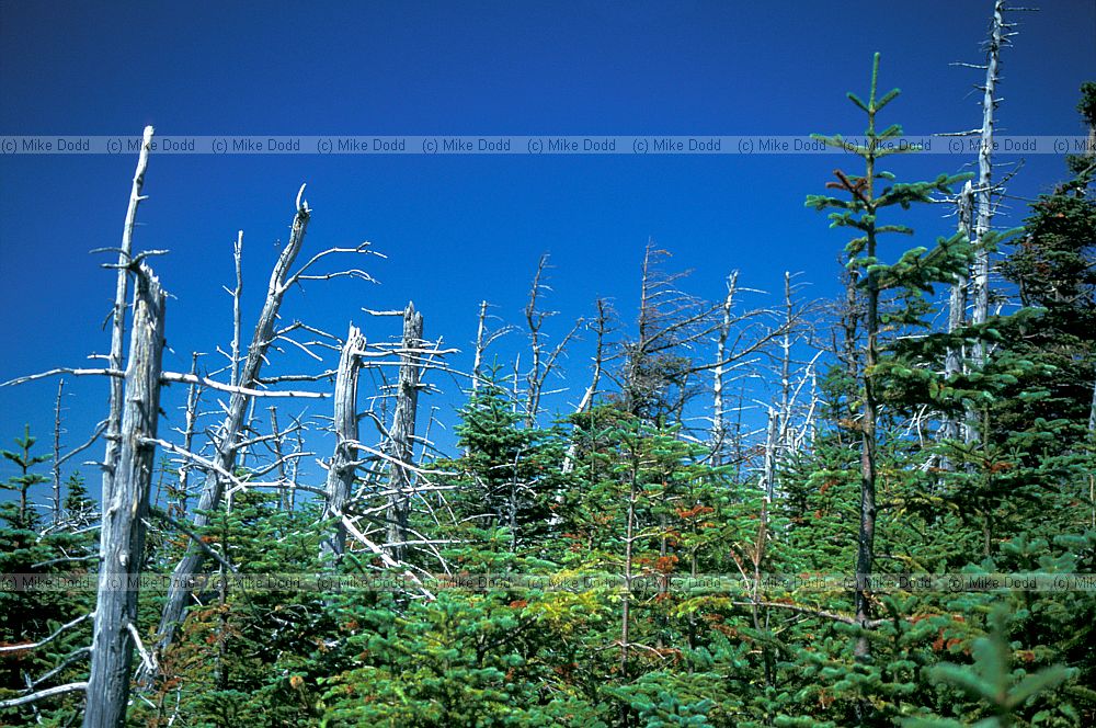 dead zone in fir wave Abies balsamea Balsam fir Whiteface mountain New York state