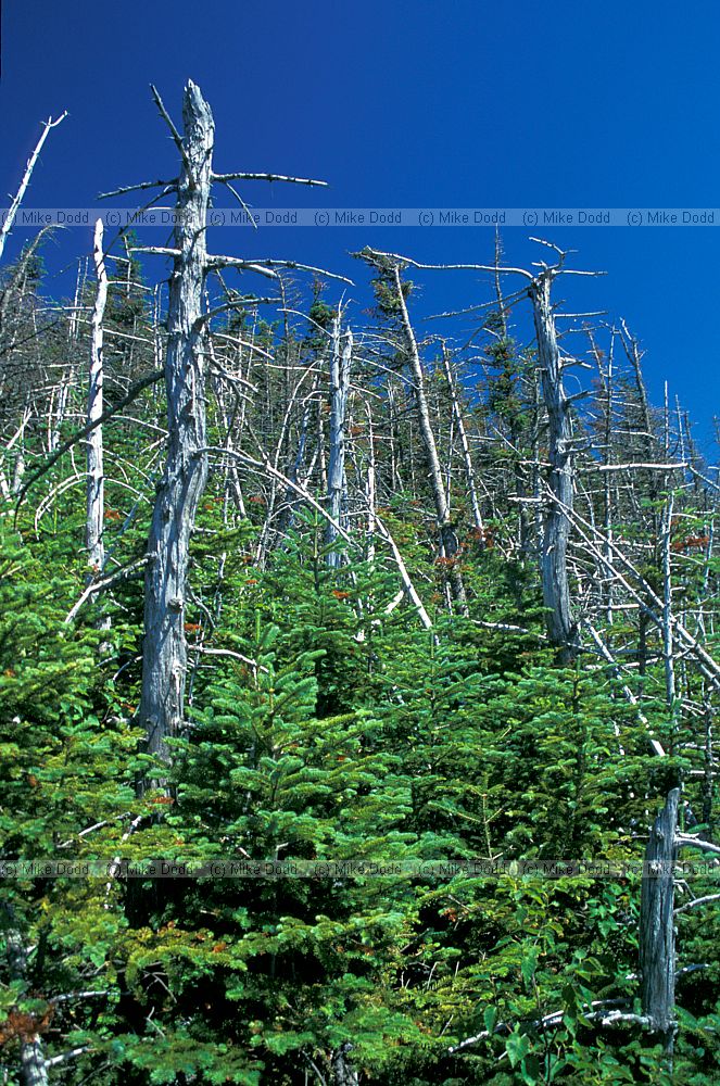 dead zone in fir wave Abies balsamea Balsam fir Whiteface mountain New York state