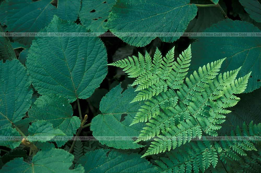 Fern Adirondacks New York state