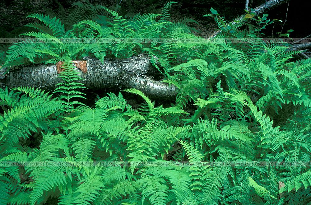 Fern Adirondacks New York state