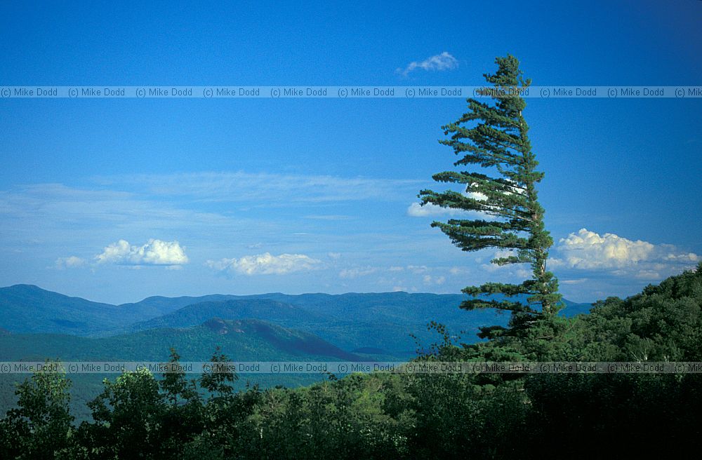 Flag tree Whiteface mountain Adirondacks New York state