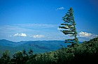Flag tree Whiteface mountain Adirondacks New York state