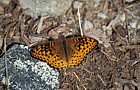 Fritillary butterfly Whiteface mountain Adirondacks New York state