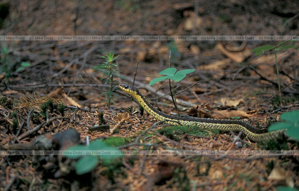 Garter snake Whiteface mountain Adirondacks New York state