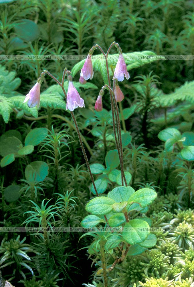 Linnaea borealis Twinflower Whiteface mountain Adirondacks New York state