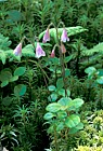 Linnaea borealis Twinflower Whiteface mountain Adirondacks New York state