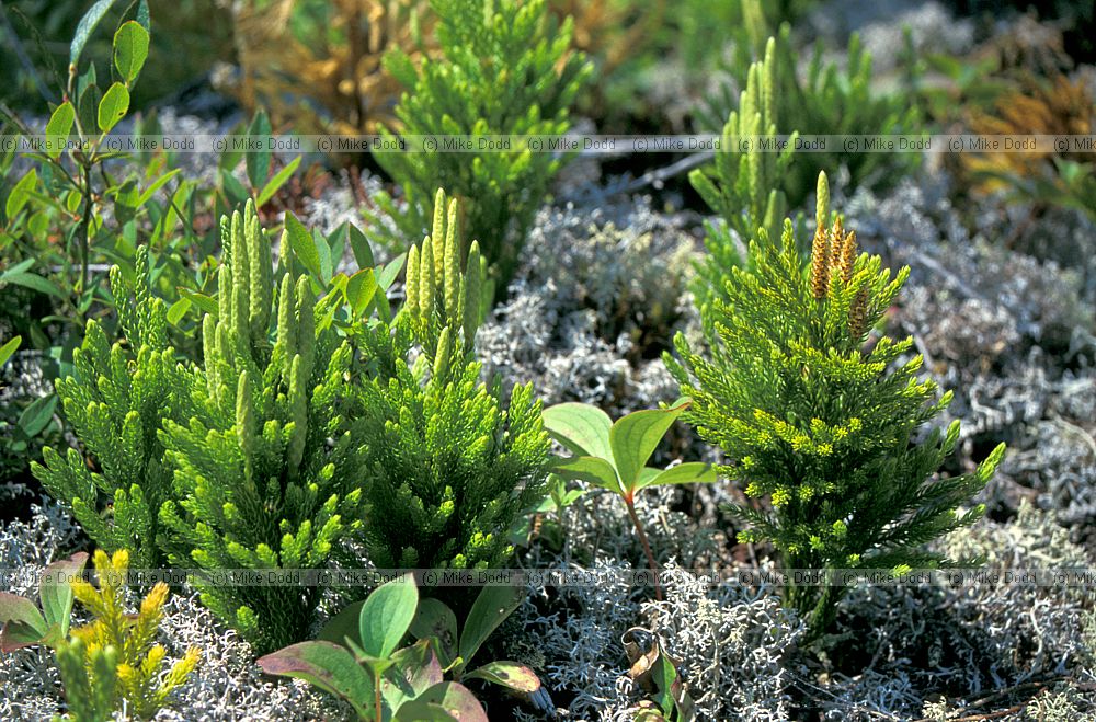 Lycopodium obscurum Whiteface mountain Adirondacks New York state