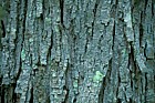 Maple bark Adirondacks New York state