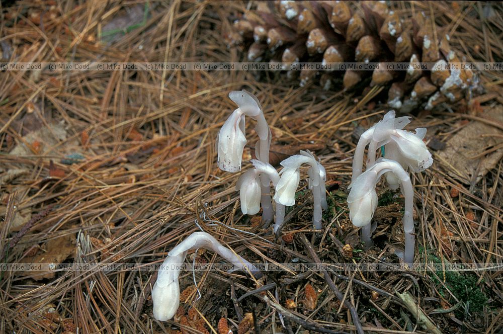 Monotrapa uniflora Indian pipe Paul Smiths reserve Adirondacks New York state