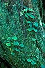 Oxalis montana common wood-sorrel Whiteface mountain Adirondacks New York state