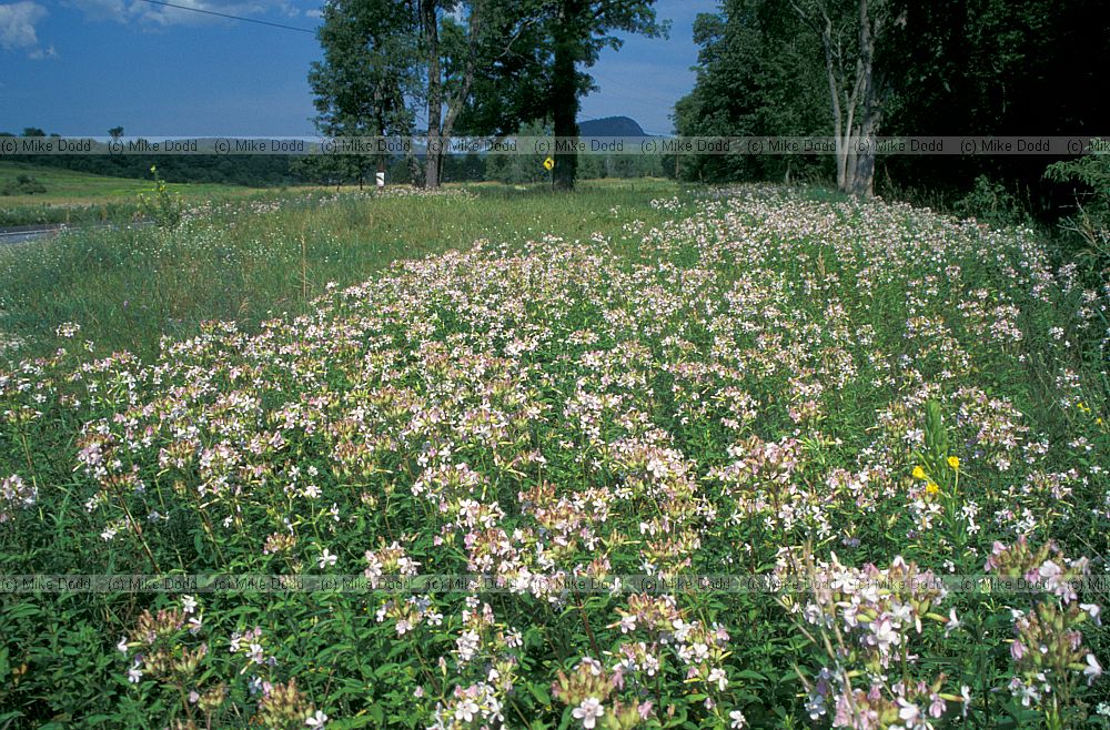 Saponaria officinalis Bouncing bet Adirondacks New York state