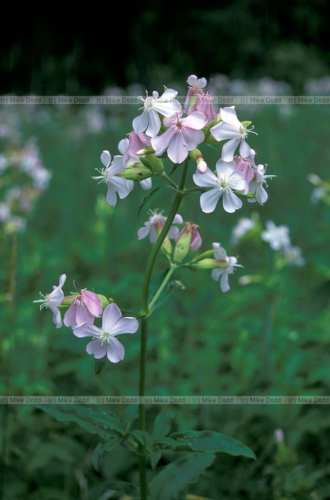 Saponaria officinalis Bouncing bet Adirondacks New York state