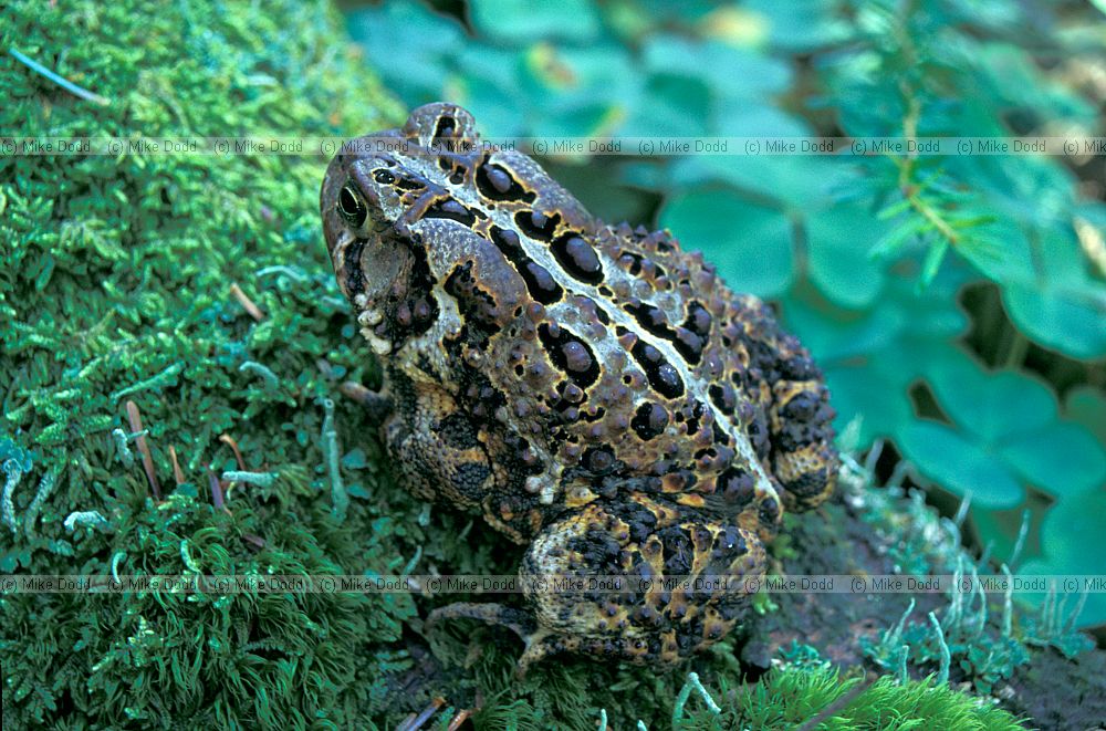 American toad Bufo americanus