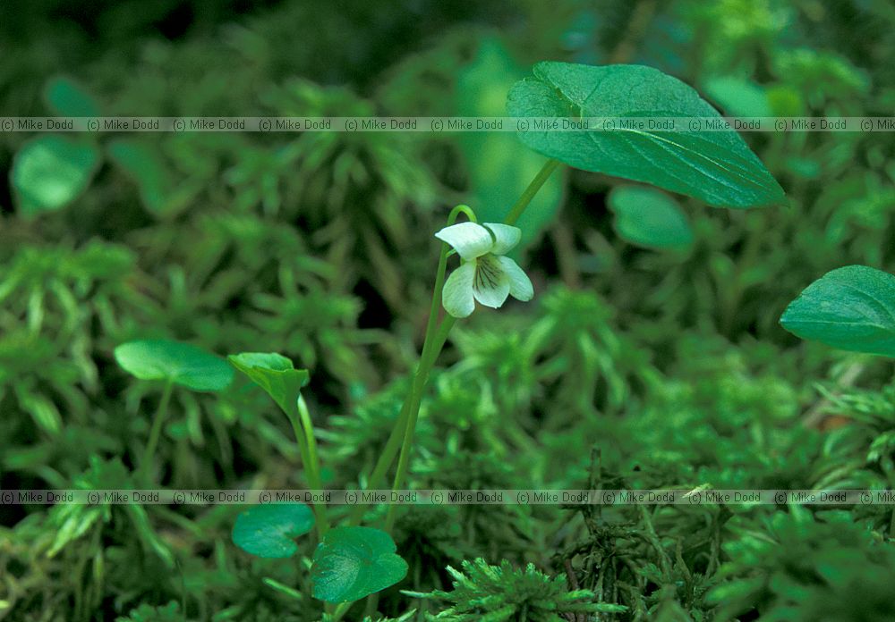 Viola pallens northern white violet Whiteface mountain Adirondacks New York state