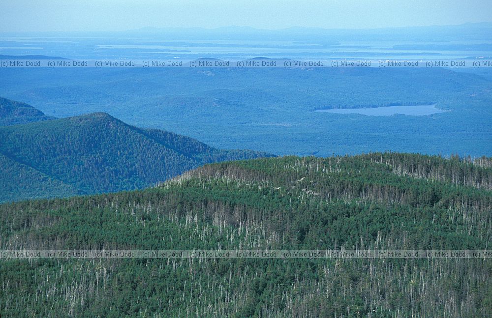 fir waves Abies balsamea Balsam fir Whiteface mountain New York state