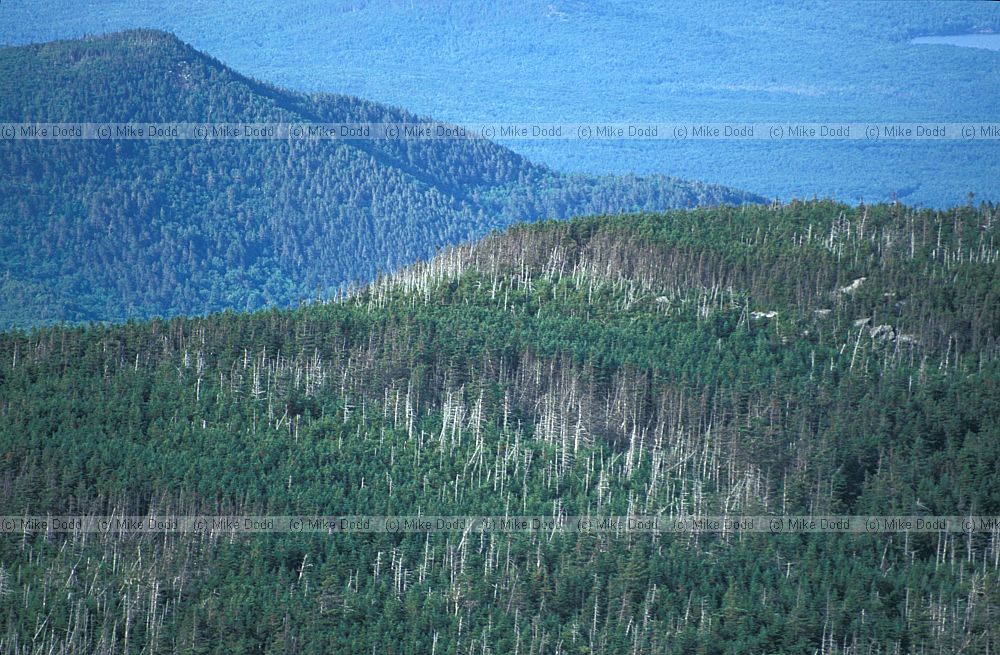 fir waves Abies balsamea Balsam fir Whiteface mountain New York state