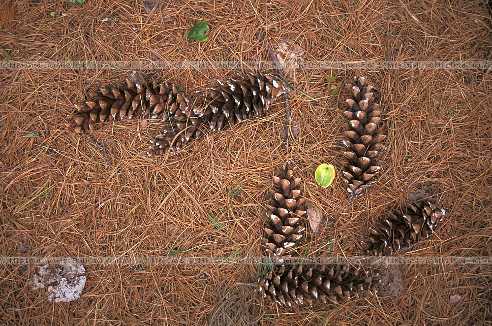 white pine cones Paul Smiths reserve Adirondacks New York state