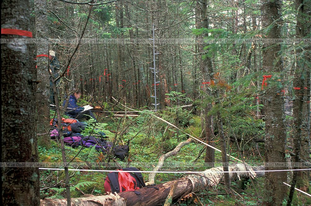 Blackbear transect Whiteface mountain Adirondacks New York state