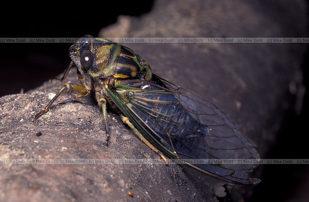 cicada Jay Adirondacks New York