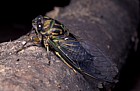 cicada Jay Adirondacks New York