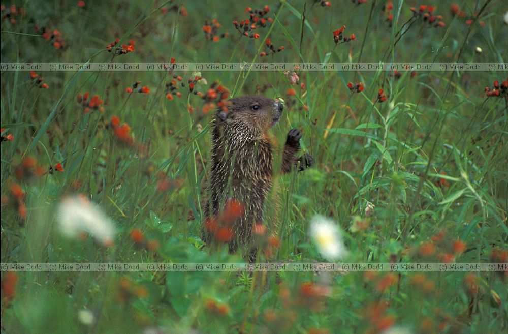 critter Whiteface mountain Adirondacks New York state possibly Groundhog / Woodchuck (Marmota monax)